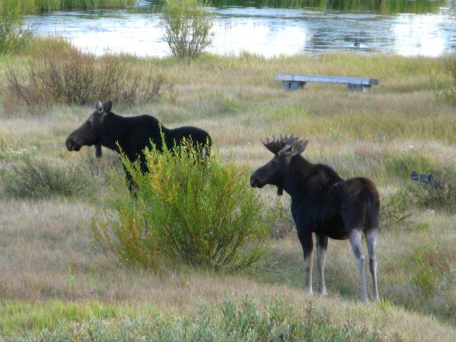 Moose frequent the grounds at Abode at Blue Heron