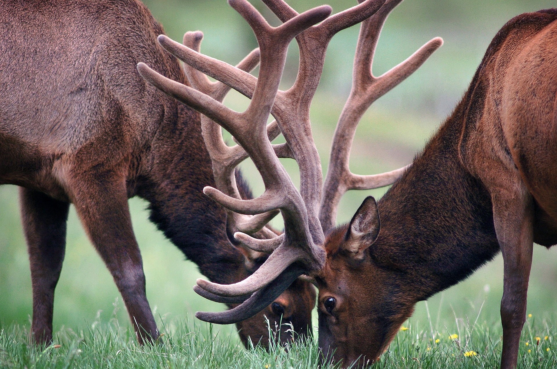 See elk and more with these Indoor activities in Jackson Hole