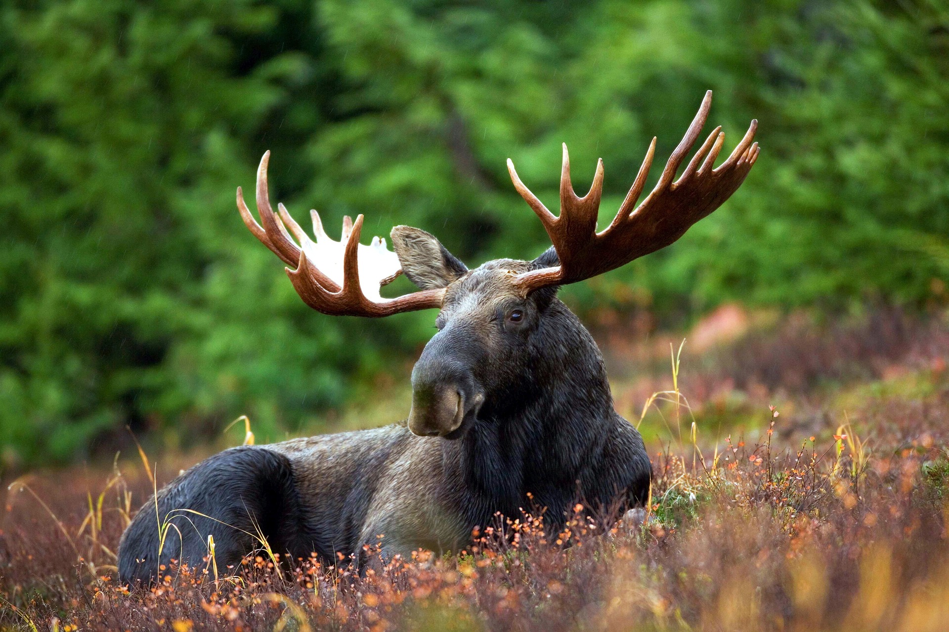 See moose and more when wildlife watching in Jackson Hole