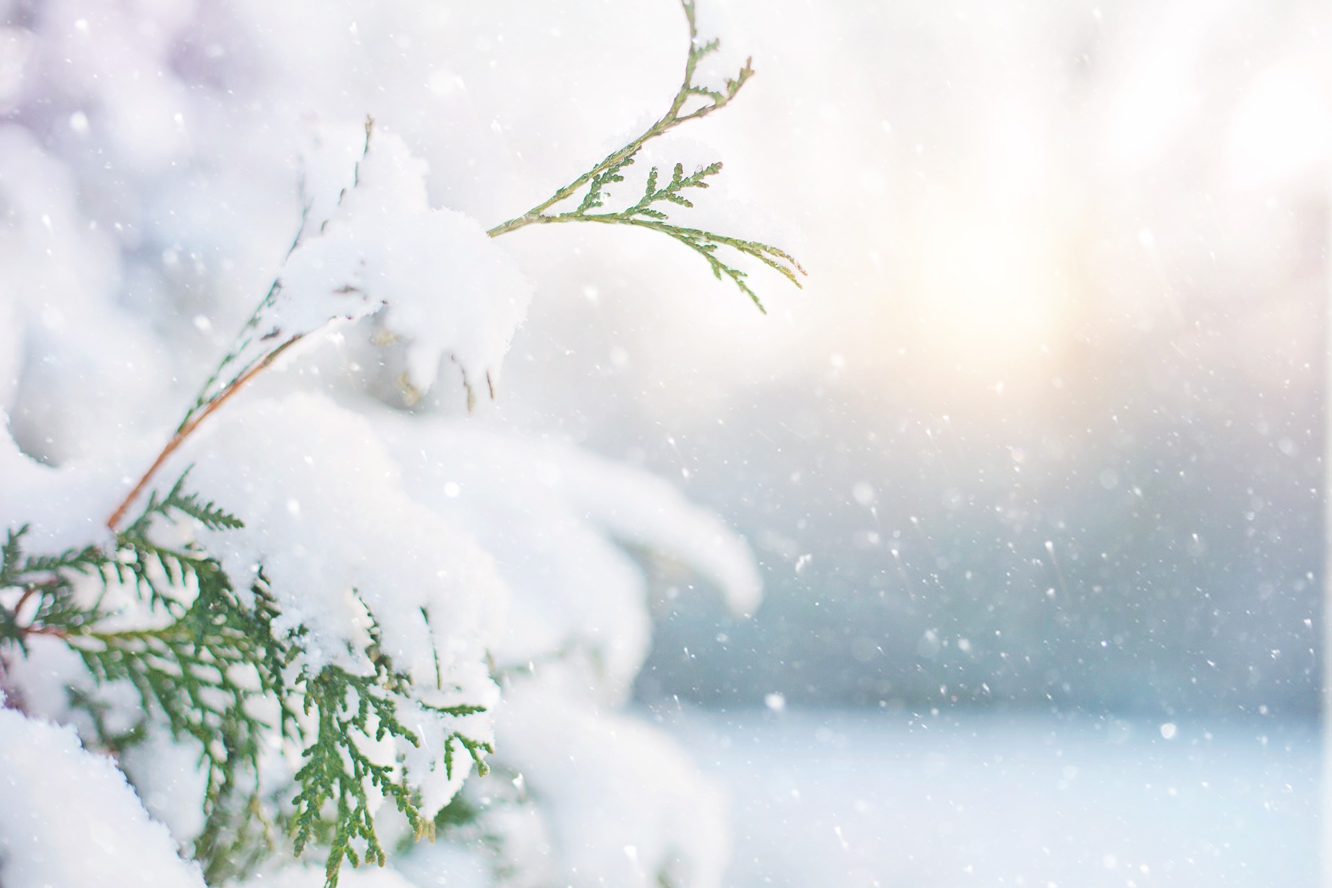 Top Reasons to Spend Christmas 2023 in Jackson Hole