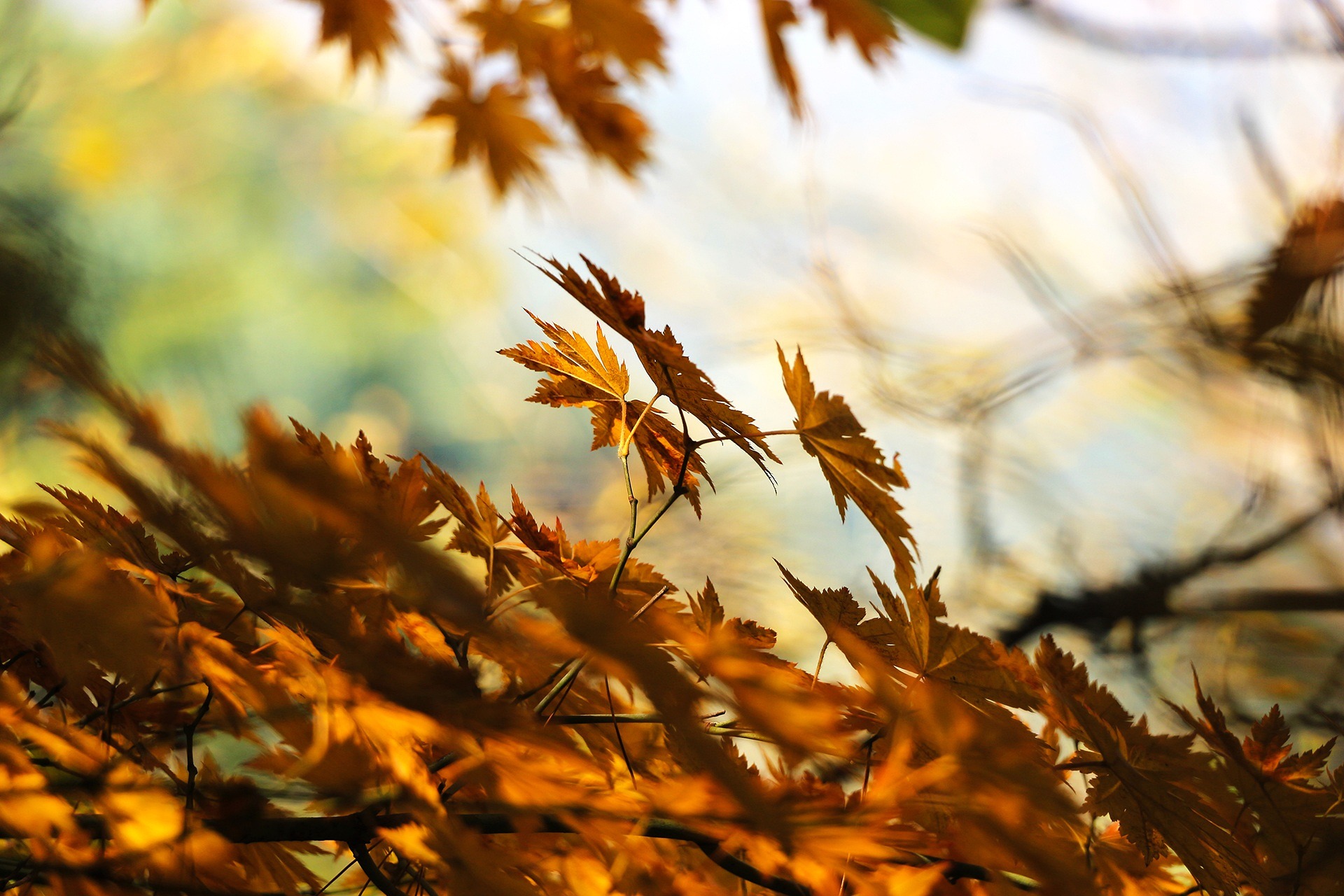 Enjoy our fall guide to Jackson Hole