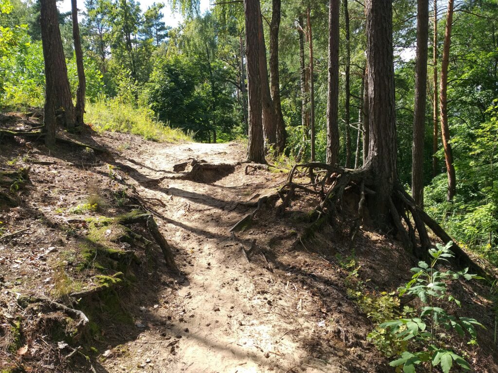 A hiking trail on a sunny day