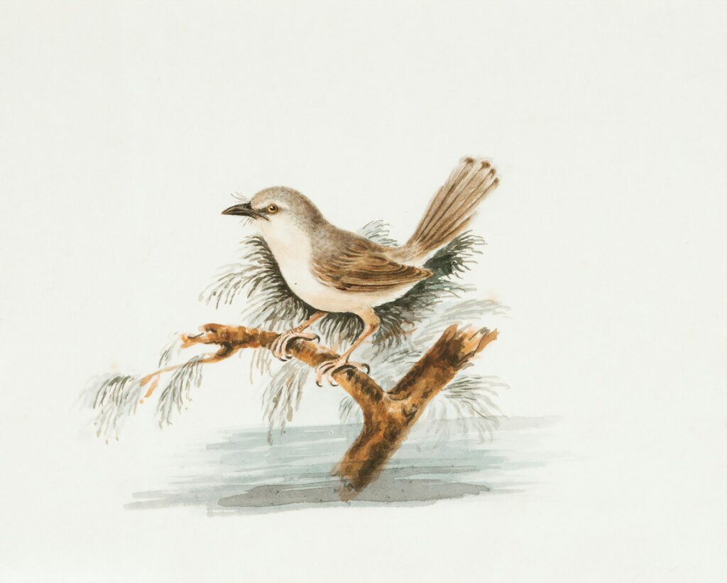 A bird painting